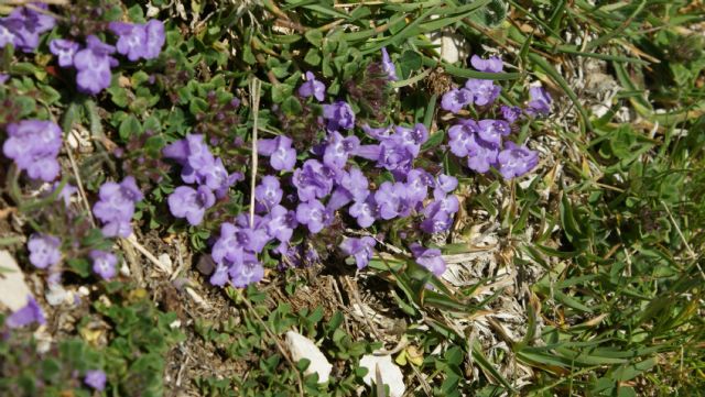 Clinopodium alpinum